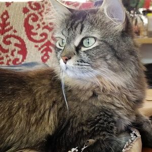 Meet your Posher, Paula